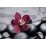 Картина Canvas FCV-531 цвете с камъни 59x39cm