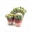 Кактус Cactus mix C12