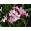 Лян / Зокум Nerium oleander контейнер 11х11