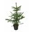 Иглолистно дърво Picea pungens Glauca 60/80см 3л