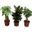 Зелени растения Woodmix C12