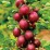 Плоден храст Червено цариградско грозде