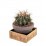 Микс кактуси Cactus basalt bowl С15