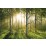 Фототапет forest-a003, 4 части на хартиена основа-315/232