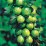 Плоден храст Зелено цариградско грозде