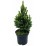 Иглолистно дърво Picea glauca Konica 30/40см 3л