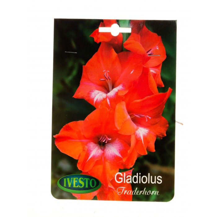 Луковици гладиола / Gladiolus Tradehorn Ivesto