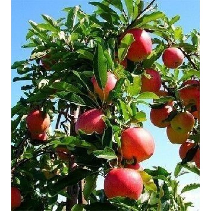 Ябълка дърво с пакетиран корен