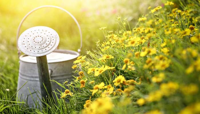 10 съвета за напояване на градината 
