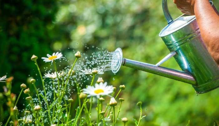 10 съвета за напояване на градината