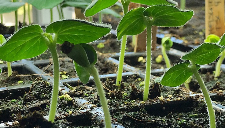 От формите за разсад до оранжерията – 12 съвета за начинаещи градинари